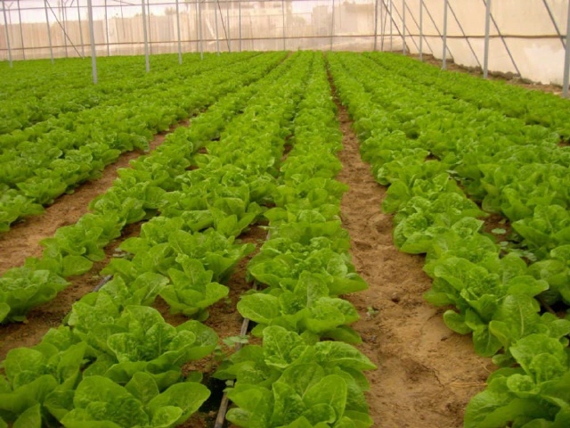 Gazastreifen - Gusch Katif