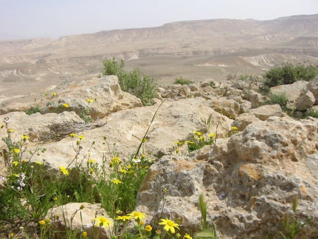 W&uuml;ste Negev