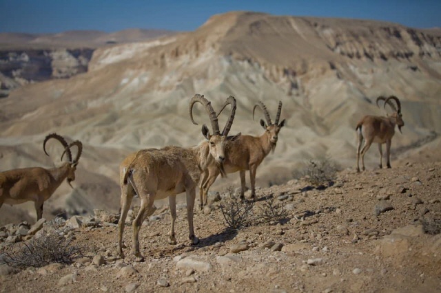Region Negev
