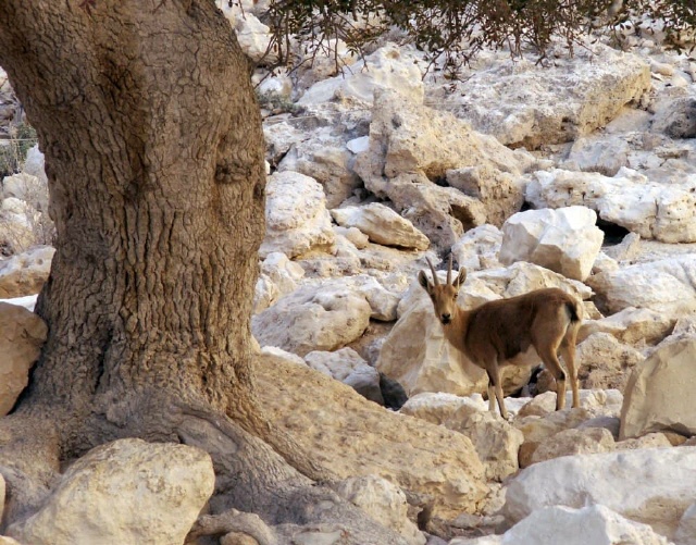 Nationalpark Ein Avdat - Negev