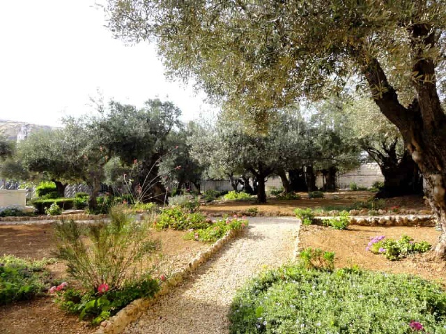 Jerusalem - Garten Gethsemane
